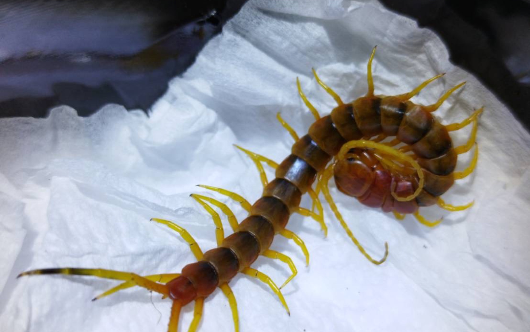 亞馬遜巨人蜈蚣"深紋"苗子 5cm 開箱