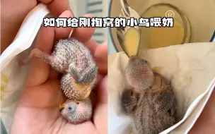 Tải video: 如何给刚掏窝的鹦鹉喂奶粉？牡丹鹦鹉出壳10-15天掏窝手养，平均4小时喂一次。