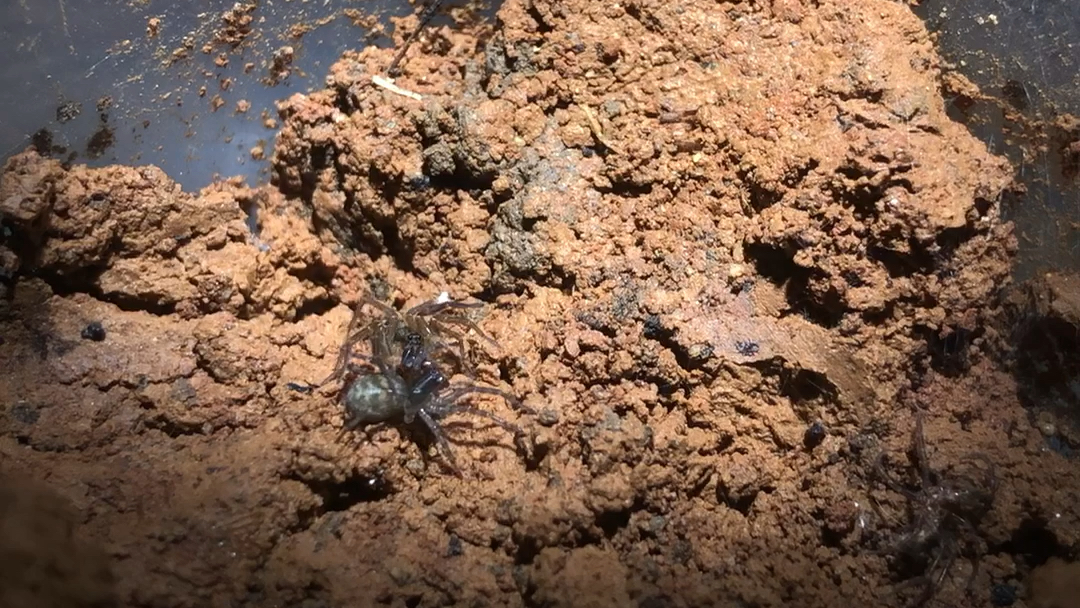 铃木狼蛛宝宝的一些捕食