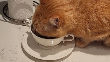 熟练且理直气壮的胖橘猫