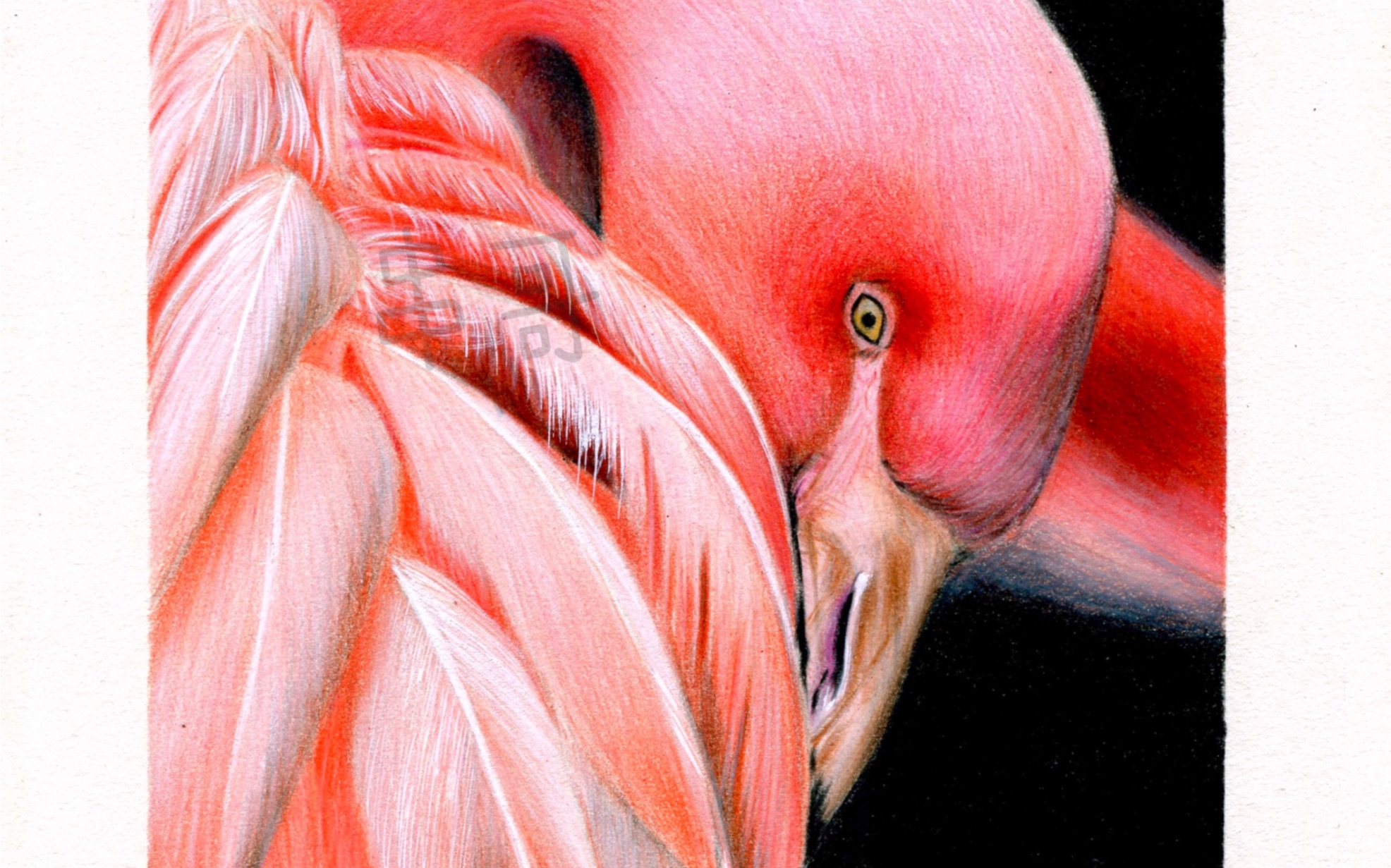 彩铅教程彩铅手绘彩铅火烈鸟彩铅手绘火烈鸟视频教程