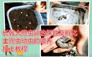 长戟大兜幼虫换土 搜索结果 哔哩哔哩 Bilibili