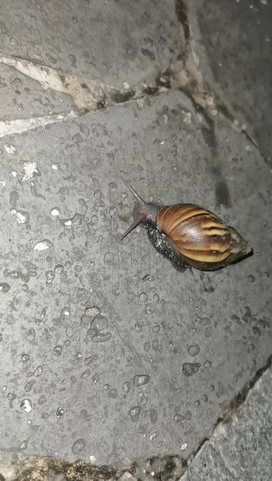 有毒的广州特色大蜗牛绕路走不要吃