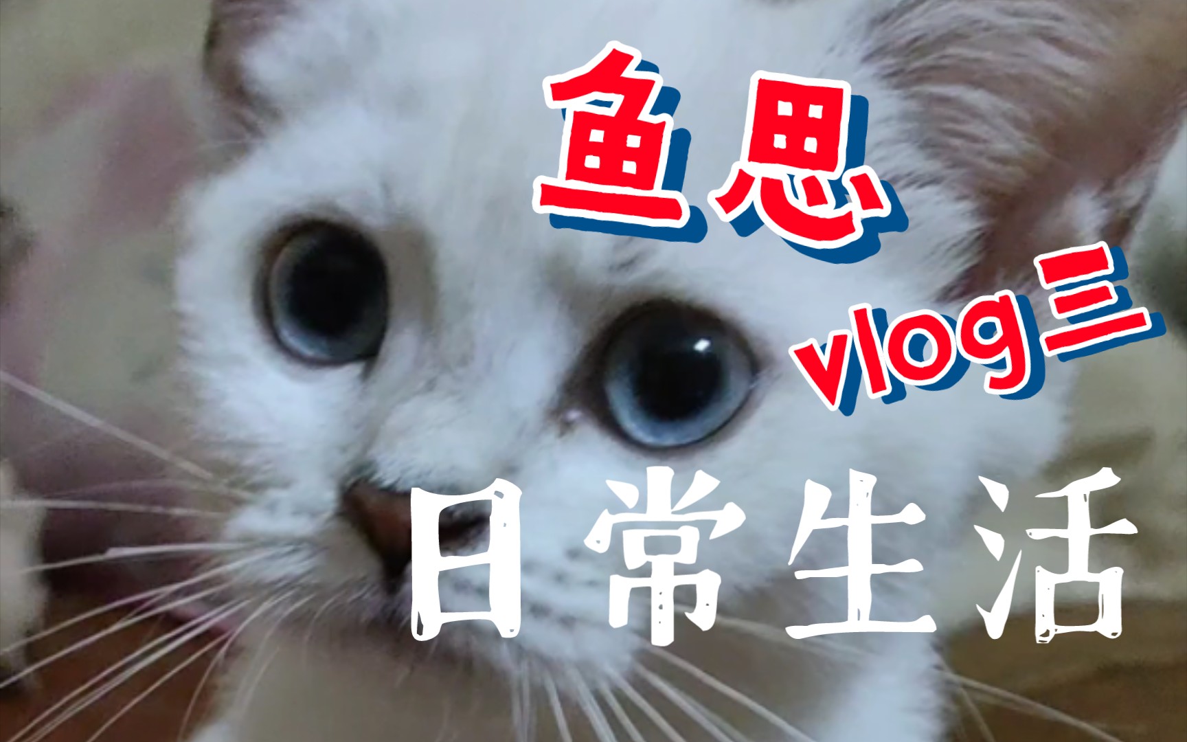 【新ⷮŠ鱼思】猫猫的成长日记【4】哔哩哔哩bilibili