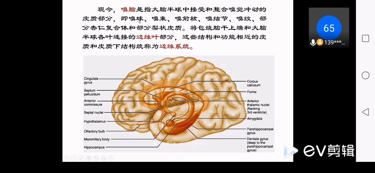415嗅脑卢大华老师