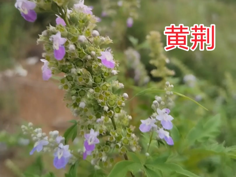 黄荆哔哩哔哩bilibili