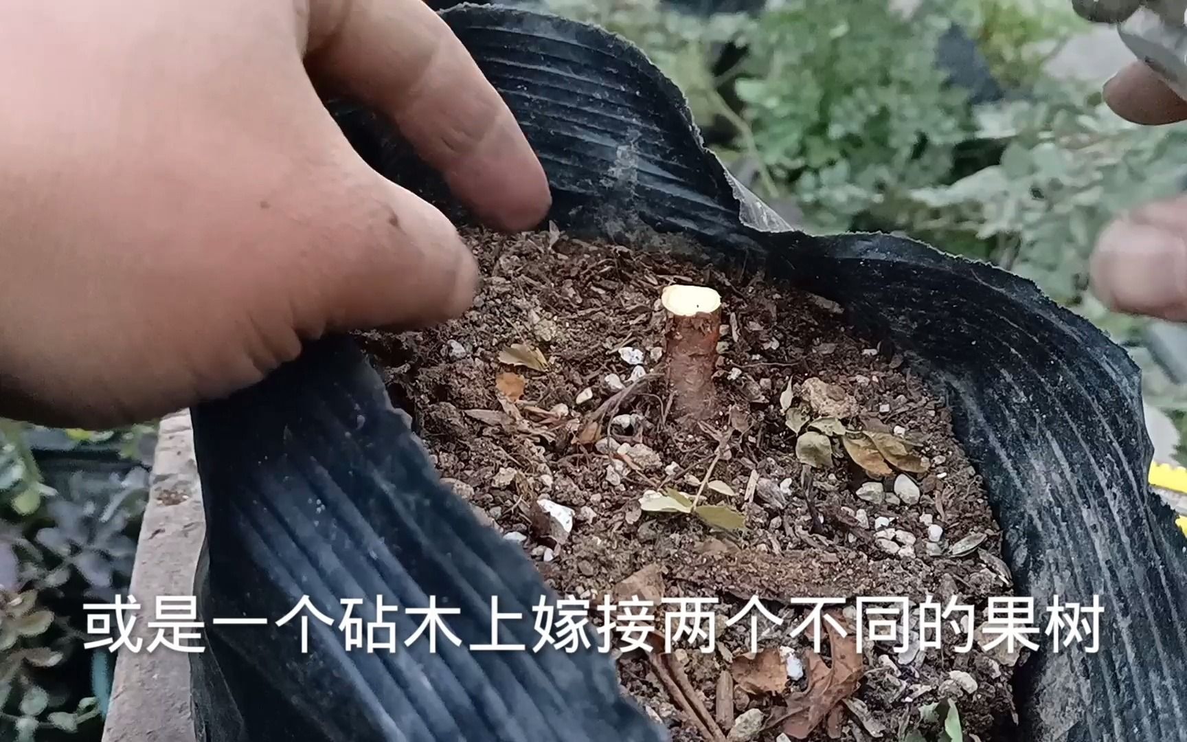 一个砧木上嫁接2个接穗,方法很简单,适合果树和花卉嫁接