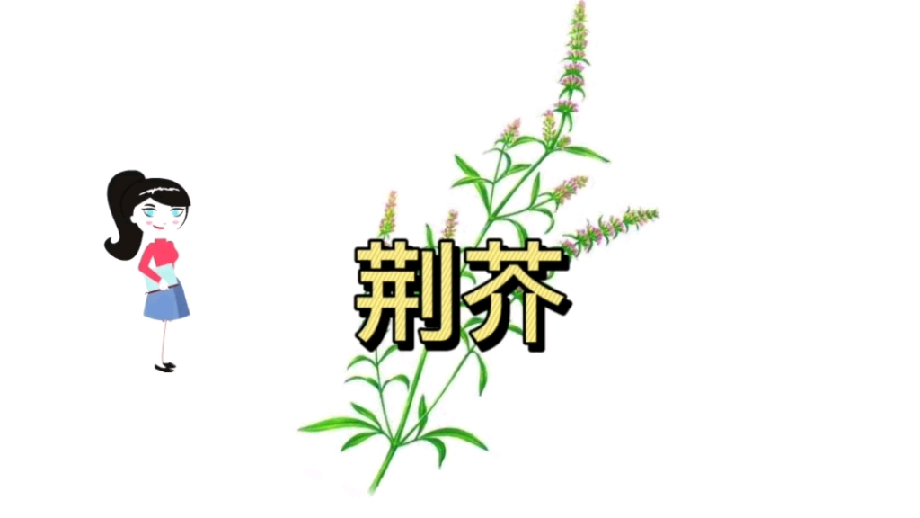 荆芥的功效与作用哔哩哔哩bilibili