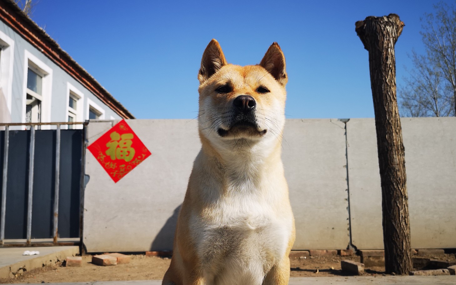 中华田园犬执着的大黄非要把飞盘咬起来