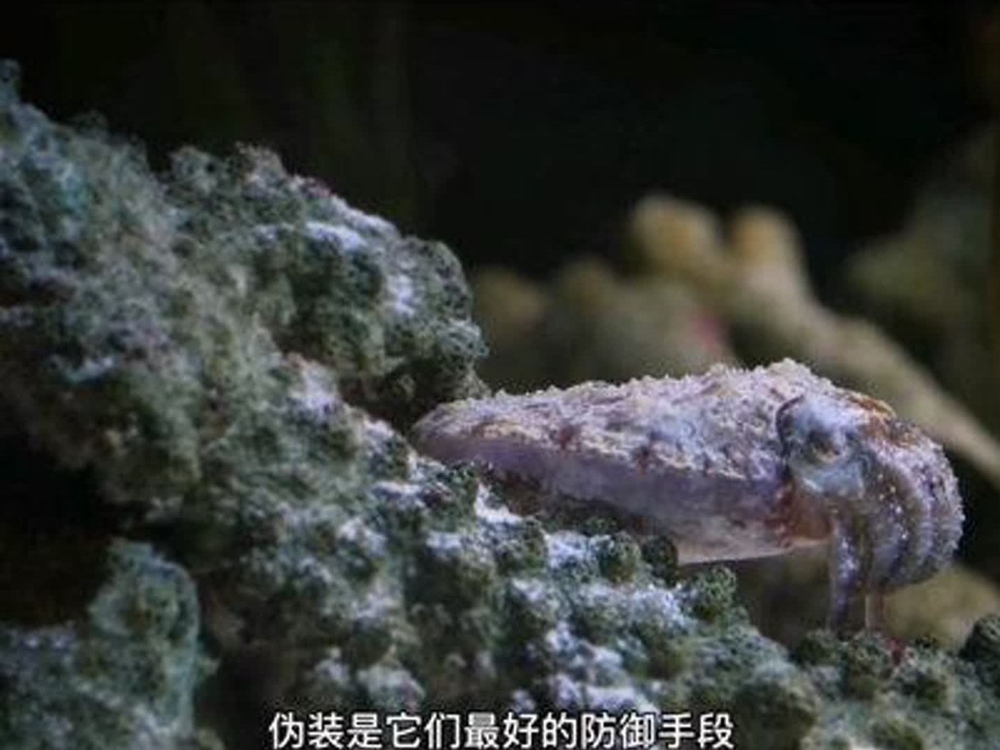 真正的伪装高手,把伪装发挥到极致的动物墨鱼章鱼乌贼