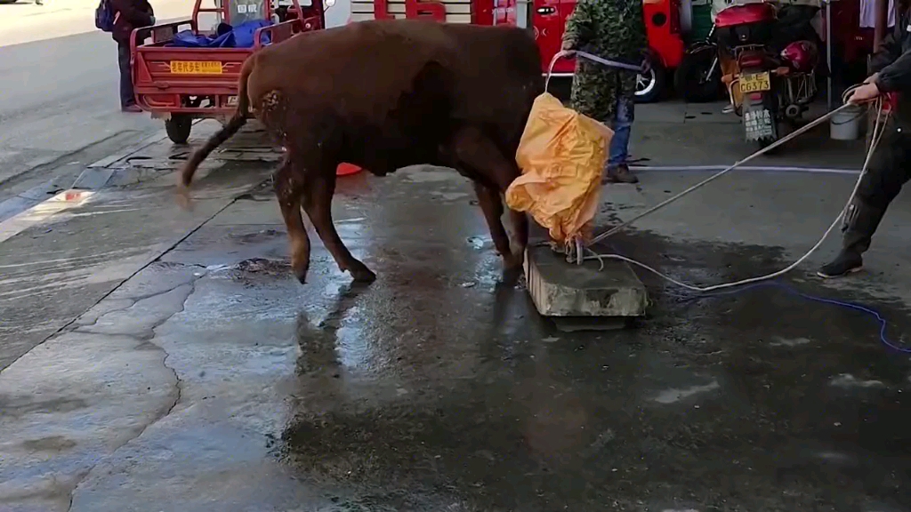 杀牛高压电枪图片