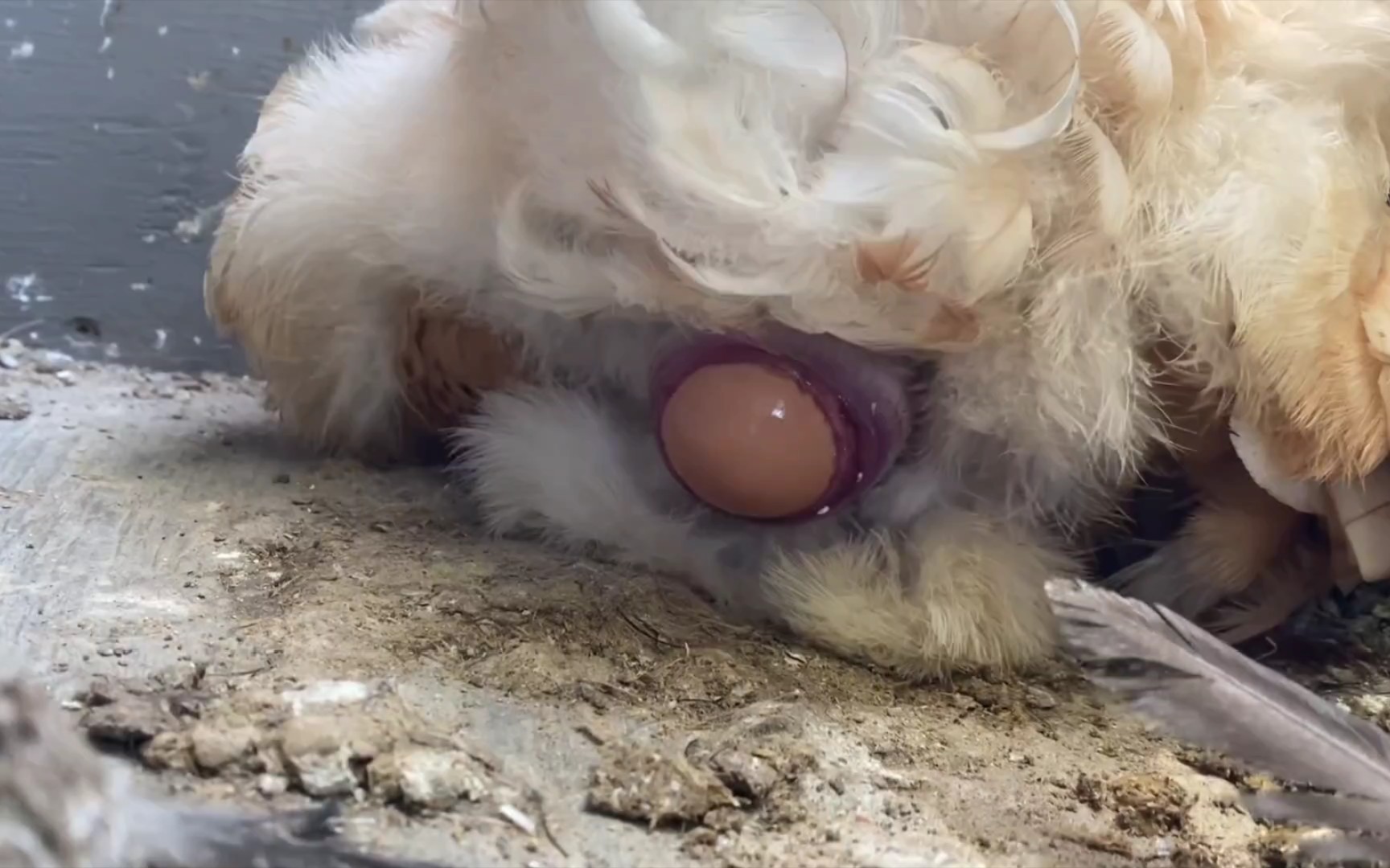 母鸡下蛋过程视频