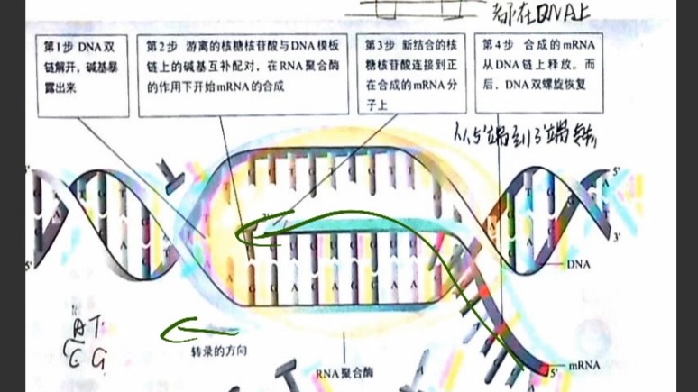 全保留复制两代图解图片