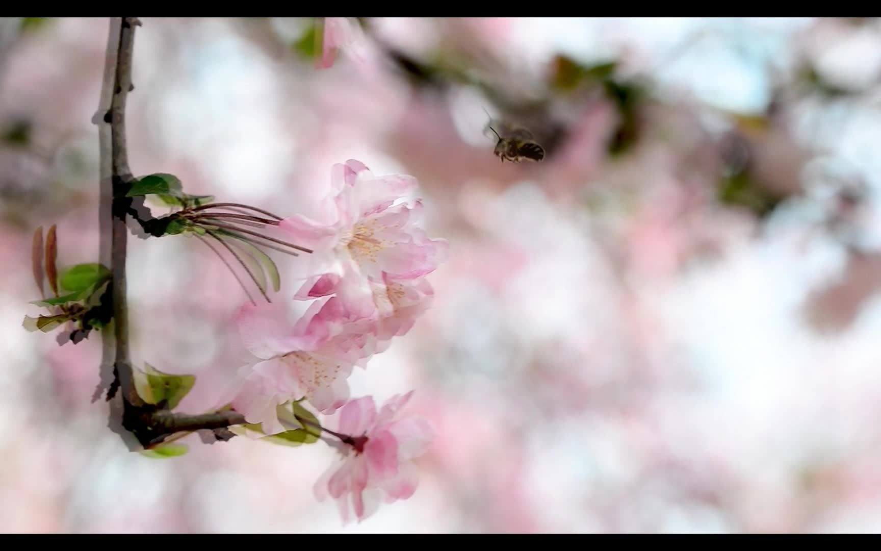 春暖花开带词哔哩哔哩bilibili