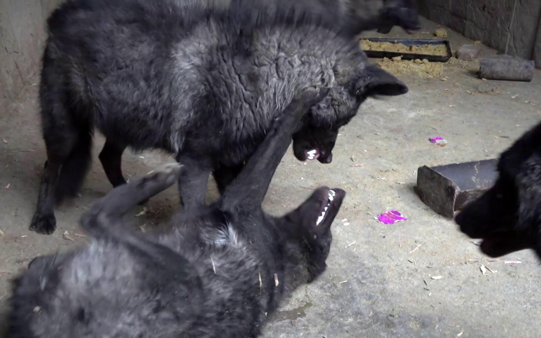 狼群失去等级制度疯抢食物互相厮杀为啥没有狼王主持大局