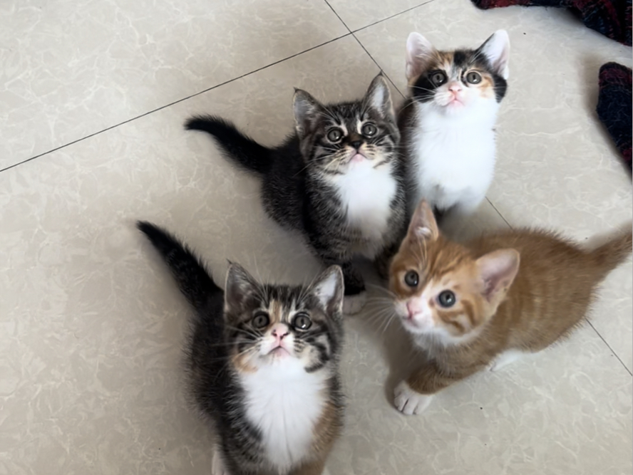 下雪天捡回来的猫妈妈,已经做好绝育了.还有橘白和阴阳脸没有被收养.