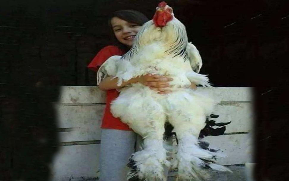 世界上最大的鸡:身高可达1.2米.网友:一锅可能炖不下!