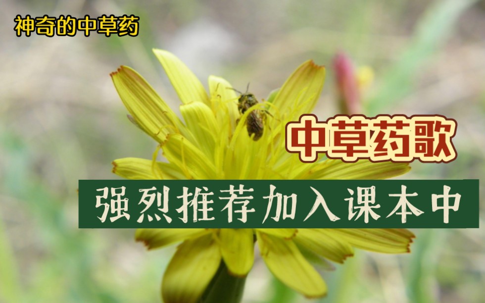 【草药歌】朗朗上口,很多朋友提议写入小学课本中哔哩哔哩bilibili