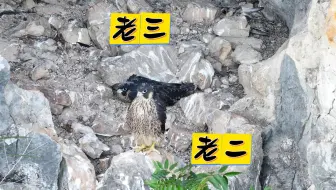 游隼