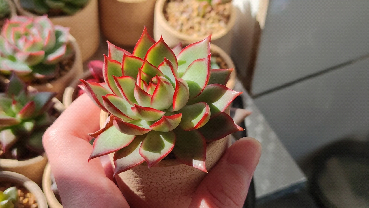 【多肉】宝莲灯