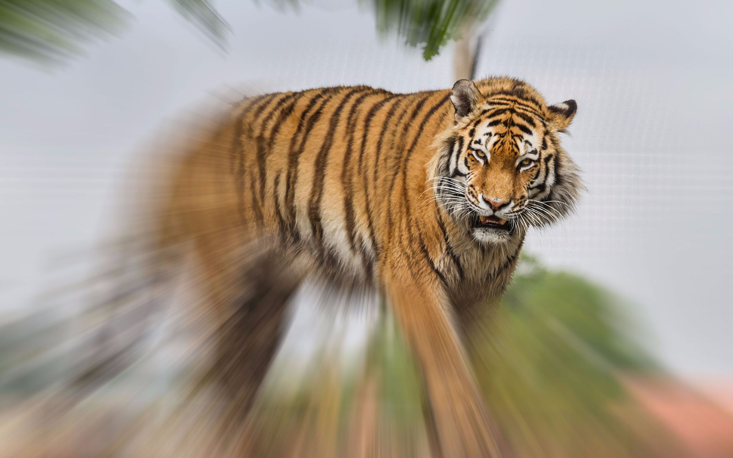 科普测试猫科之王老虎的威胁力结果让人大吃一惊