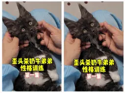 Download Video: 缅因猫牛奶色是不是也是神经病