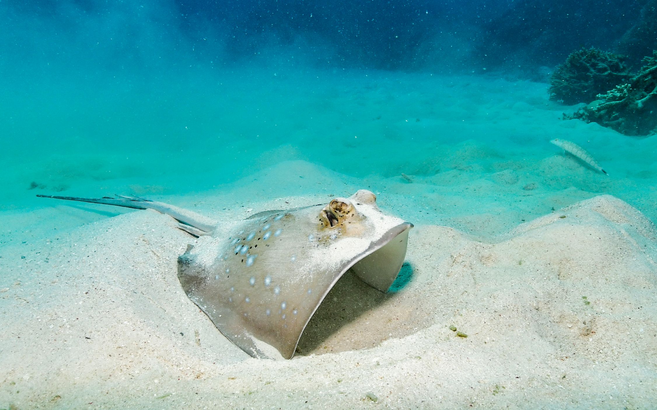 神奇的大海之魟鱼stingray