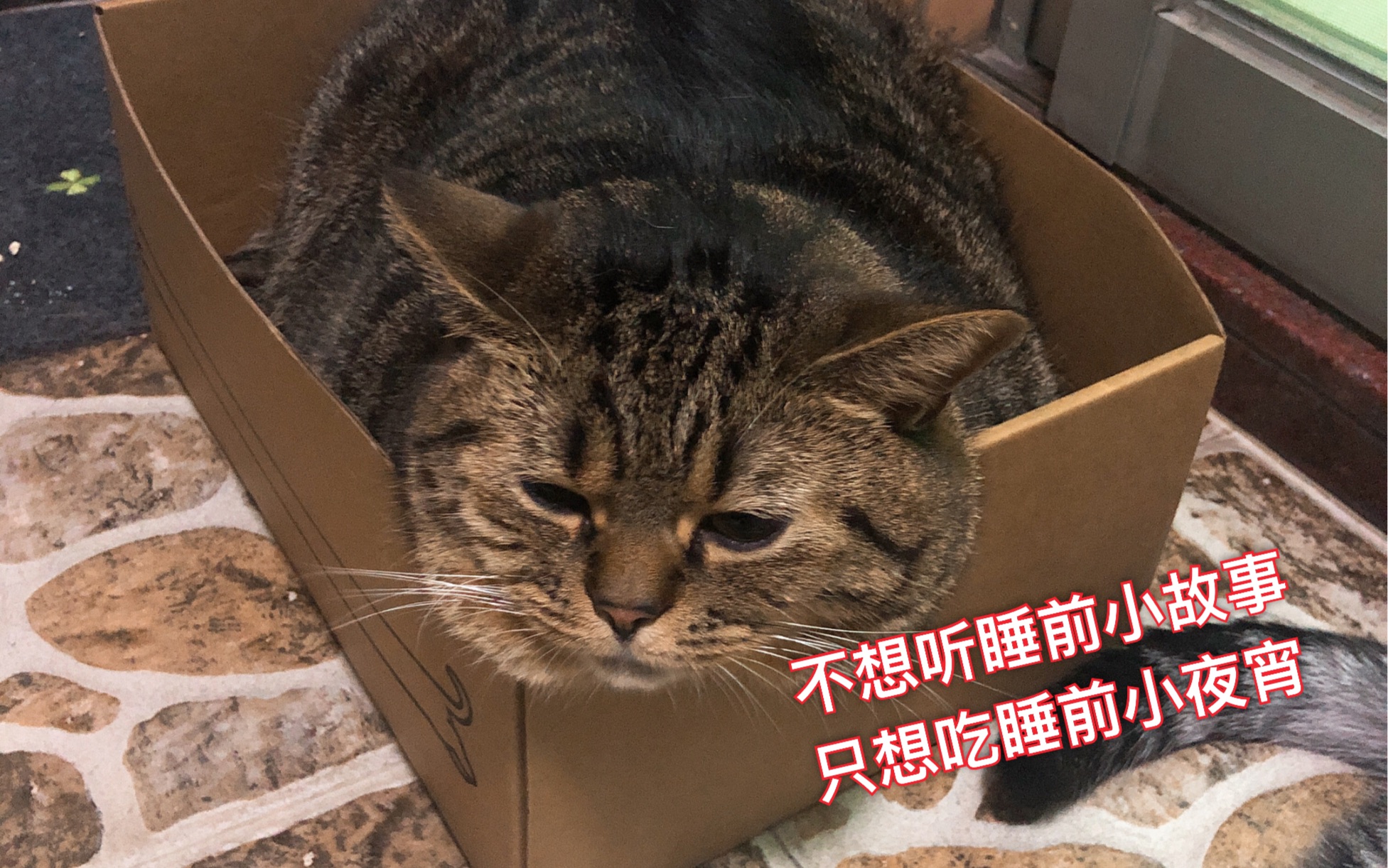 【肥弟】两个不闻窗外事,一心只想吃夜宵?_哔哩哔哩_bilibili