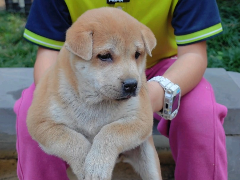 一只颜值和完美性格共存的田园犬小黄狗,完美陪伴犬哔哩哔哩bilibili