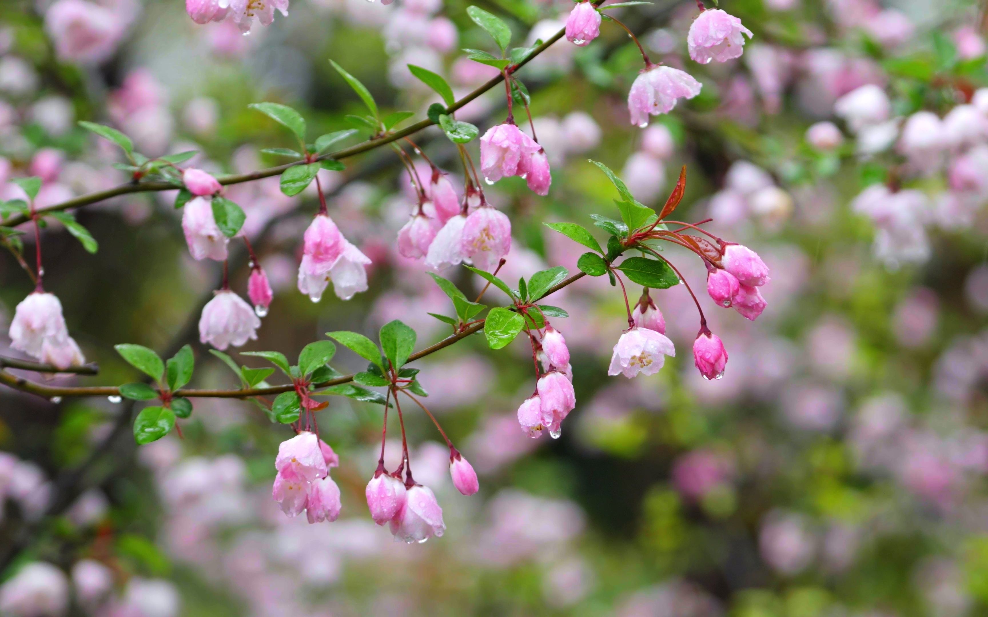 海棠| 春雨湿透春海棠