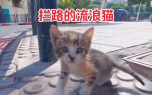 Download Video: 猫咪为何拦住小哥的去路呢？背后究竟隐藏着什么故事呢？