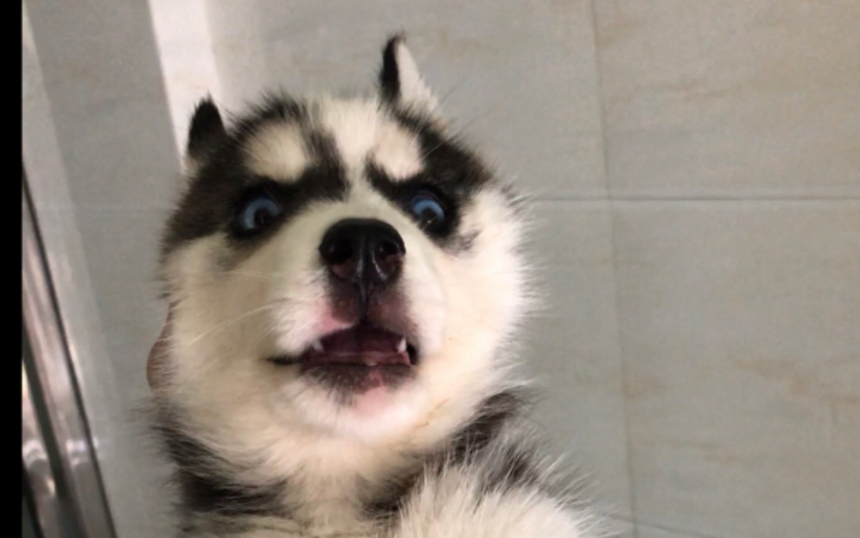 傻狗的第一次打针_哔哩哔哩_bilibili