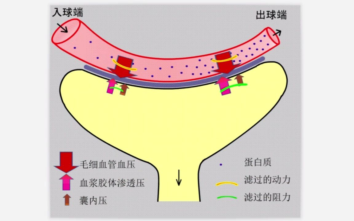 肾小球滤过作用图片