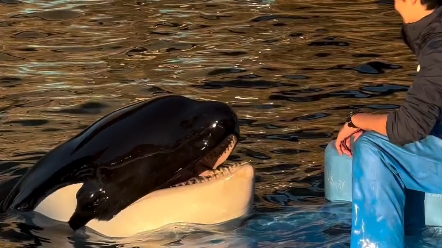 虎鲸在饲养员面前像是顽皮的孩子一样