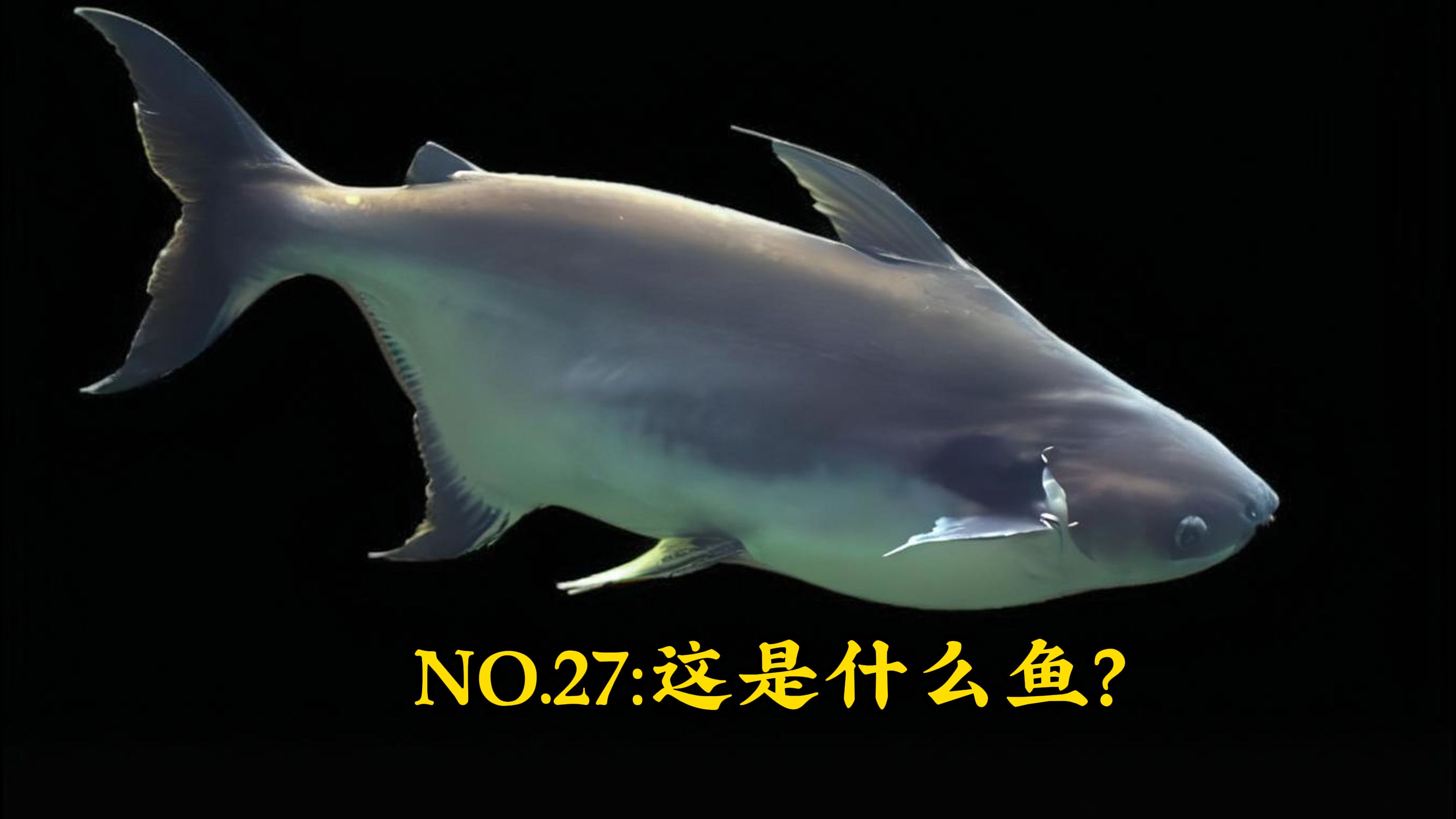 《这是什么鱼》二十七期:观赏淡水鲨鱼