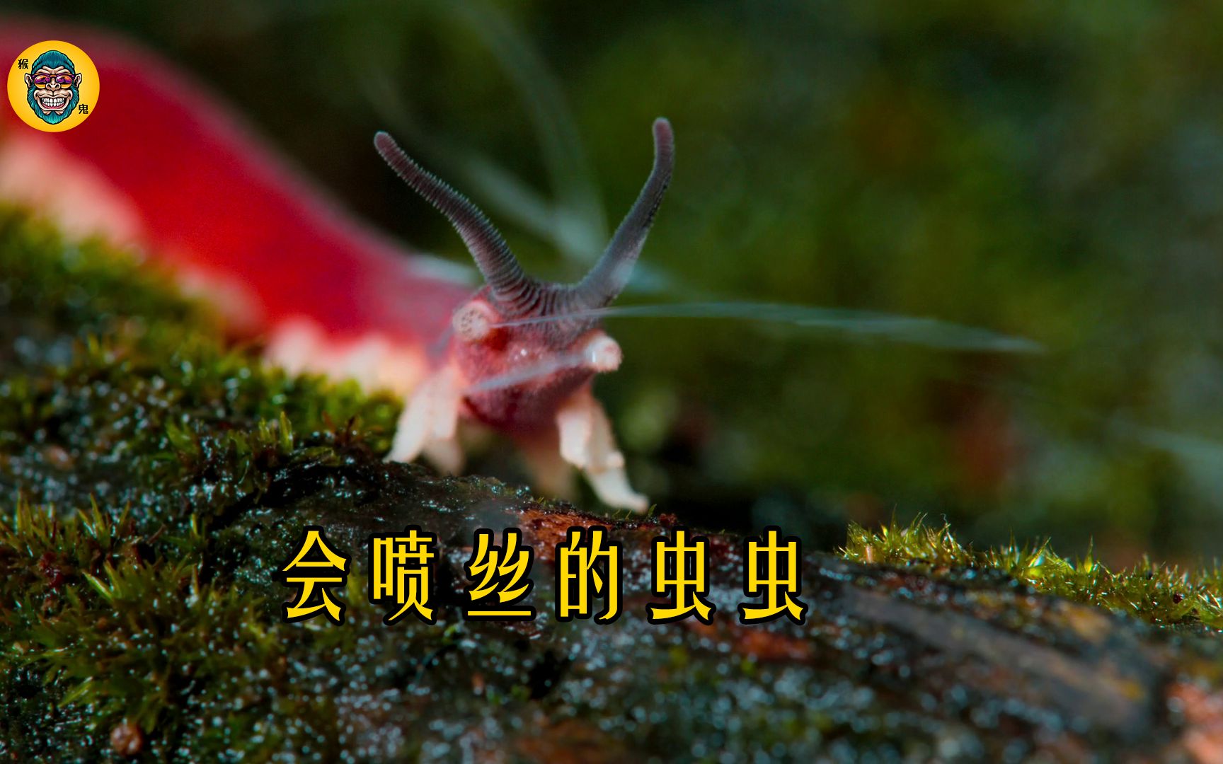 天鹅绒虫会喷丝 长颈鹿的舌头能挖鼻孔