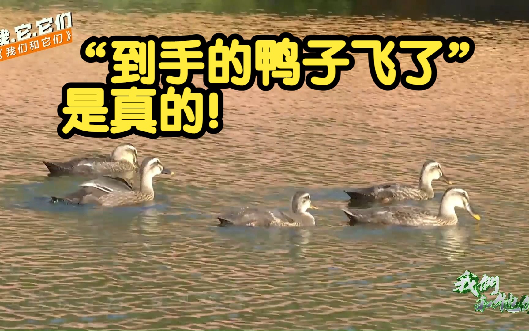 你知道鸭子会飞吗?原来人们常说的“到手的鸭子飞了”是真的!哔哩哔哩bilibili