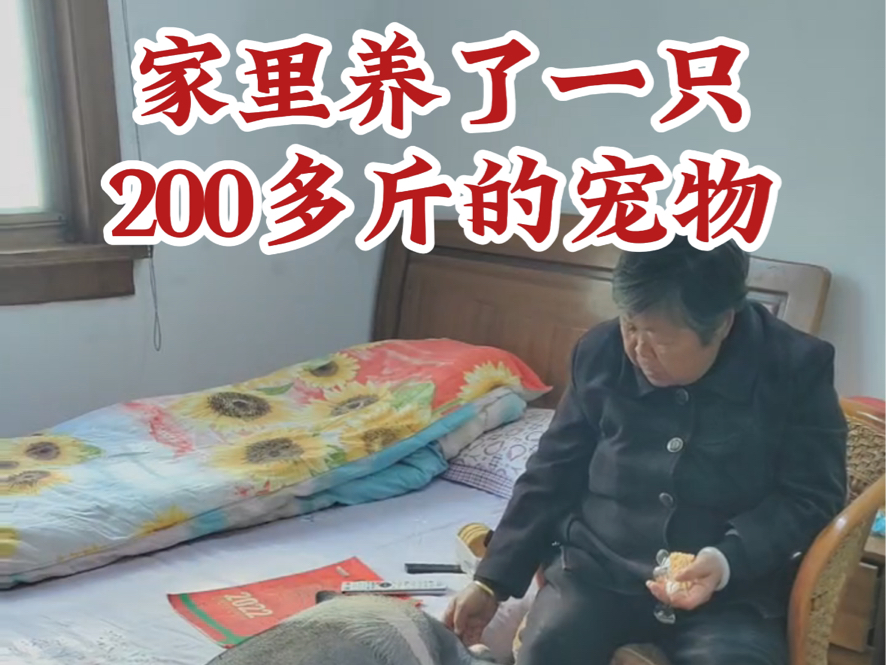 家里养了一只200多斤的宠物#泰州#宠物哔哩哔哩bilibili