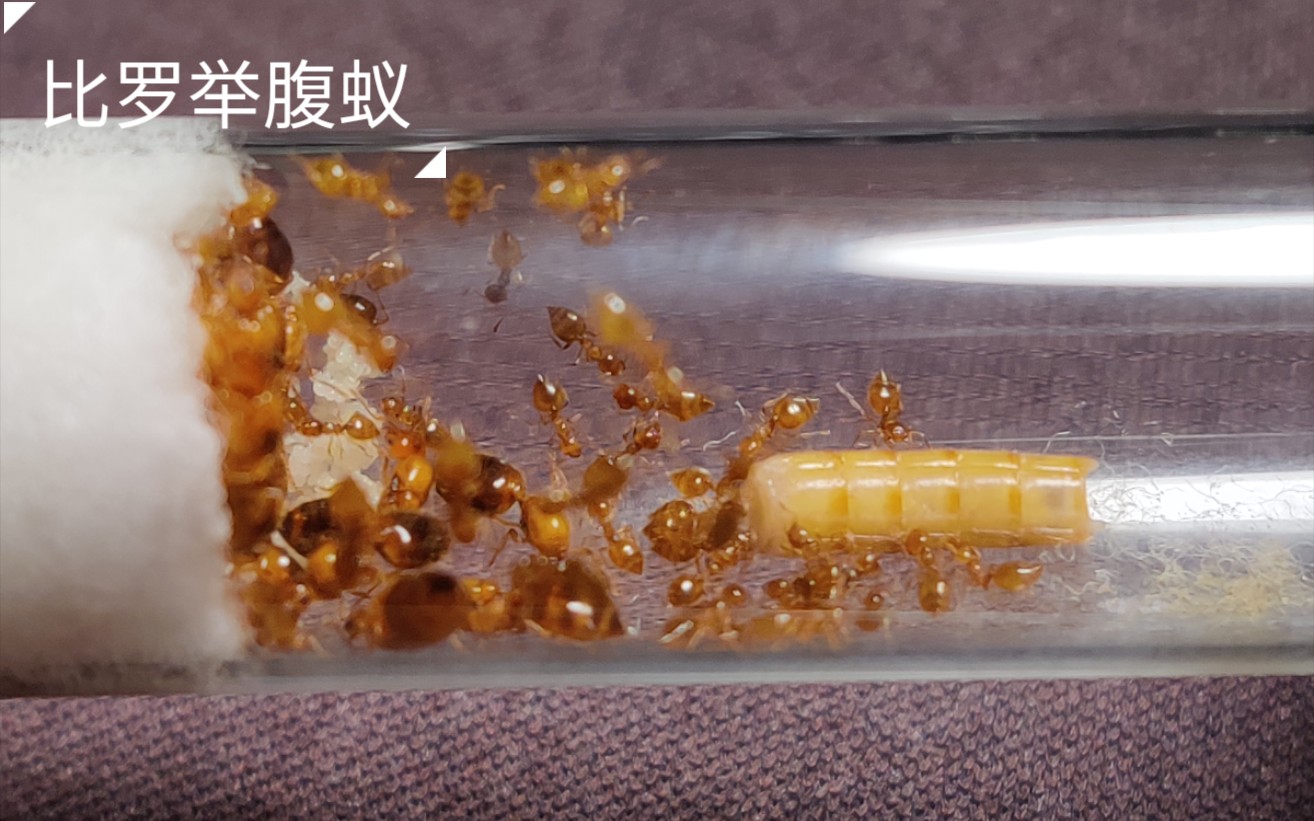 比罗举腹蚁喂食面面这个总算可爱不少吧