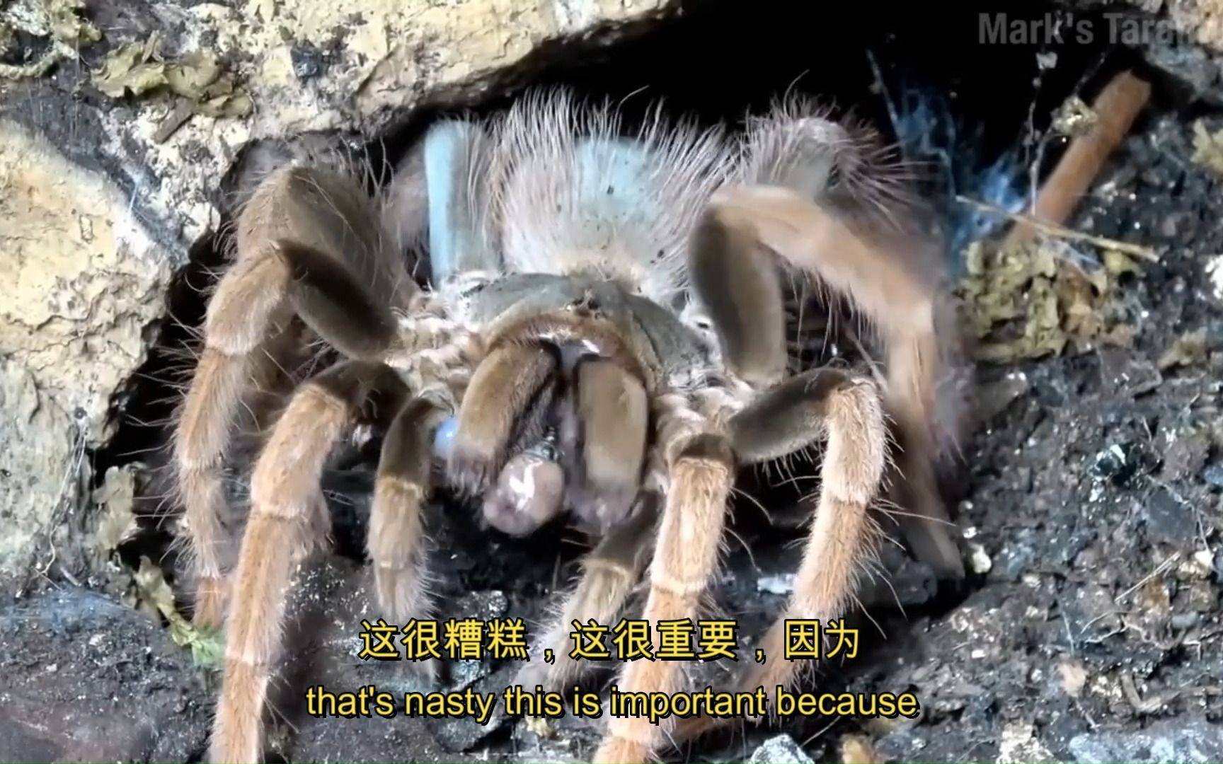 [图]关于狼蛛 [True Facts: Tarantulas]