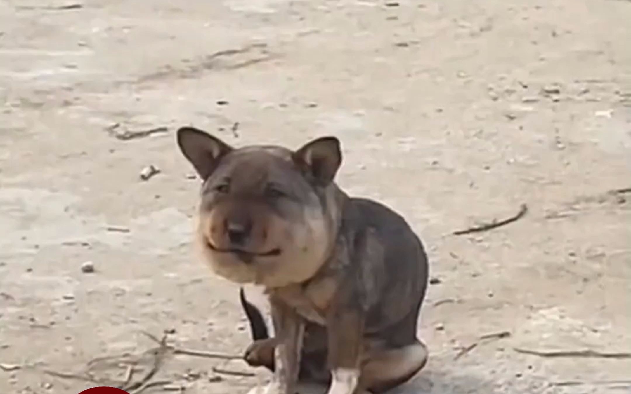 蜜蜂小狗头大,原来另有原因