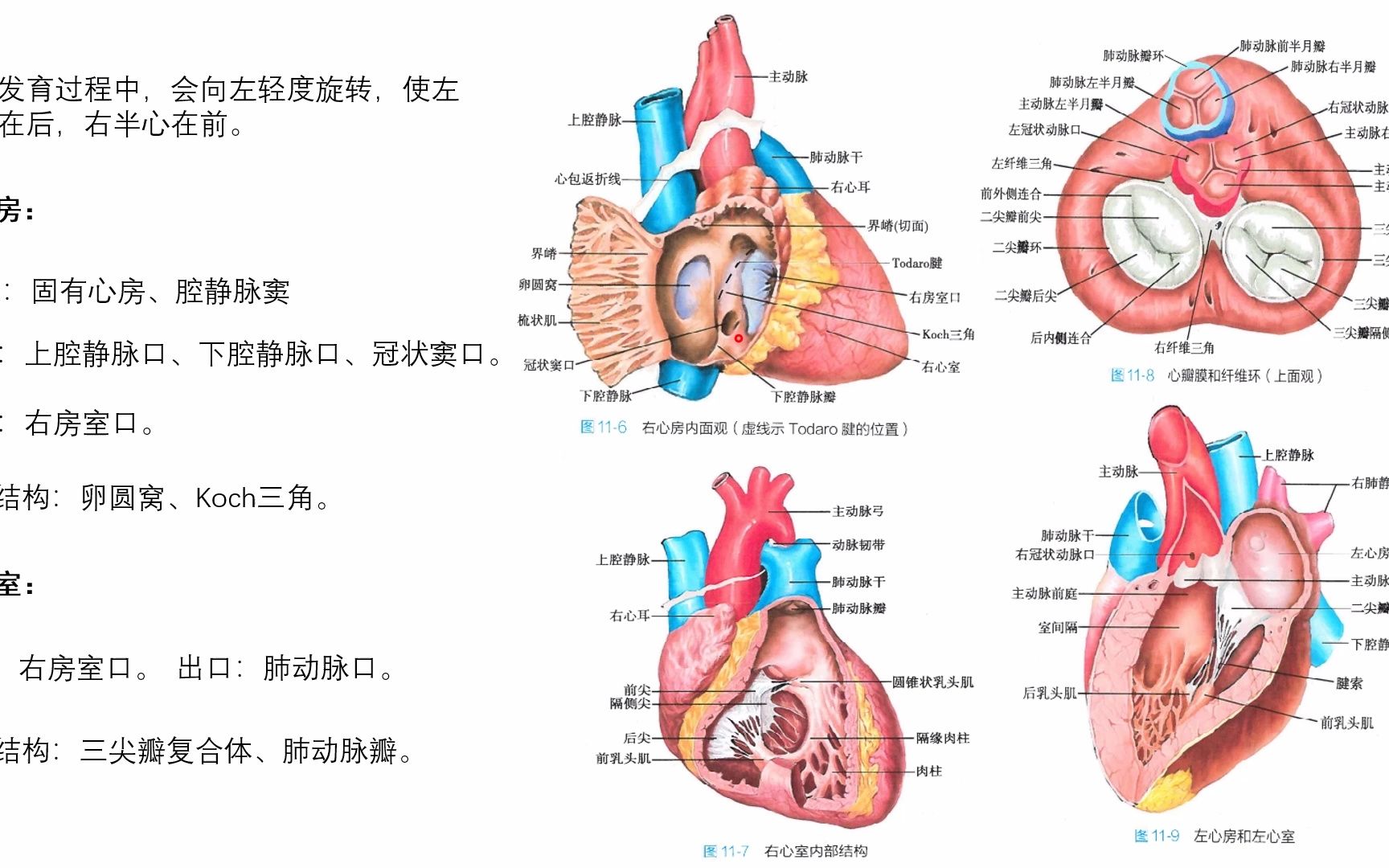 系统解剖学心血管系统之心的内部结构之心腔哔哩哔哩bilibili