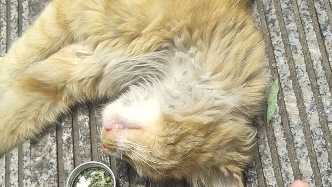 这橘猫睡得太死了吧?