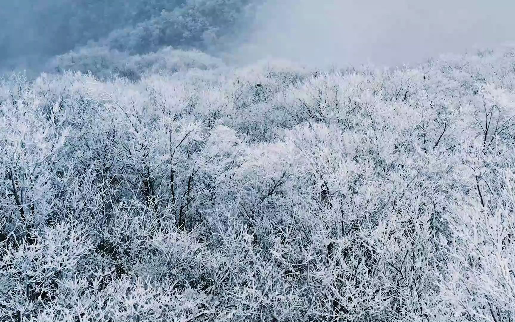 [图]【雪中莲】齐豫