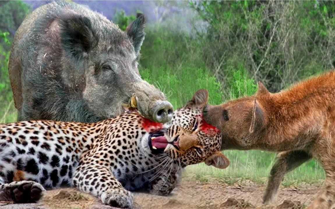 太奇怪了!鬣狗咬着豹子的头来拯救疣猪-疣猪和豹子,鬣狗