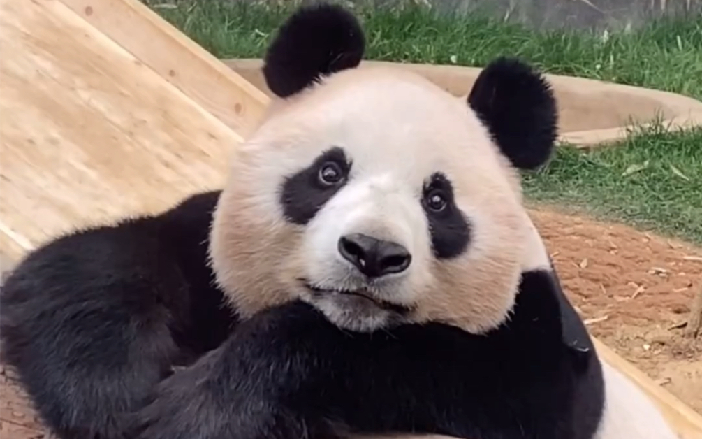 爱宝乐园最耶啵耶啵的大熊猫爱宝