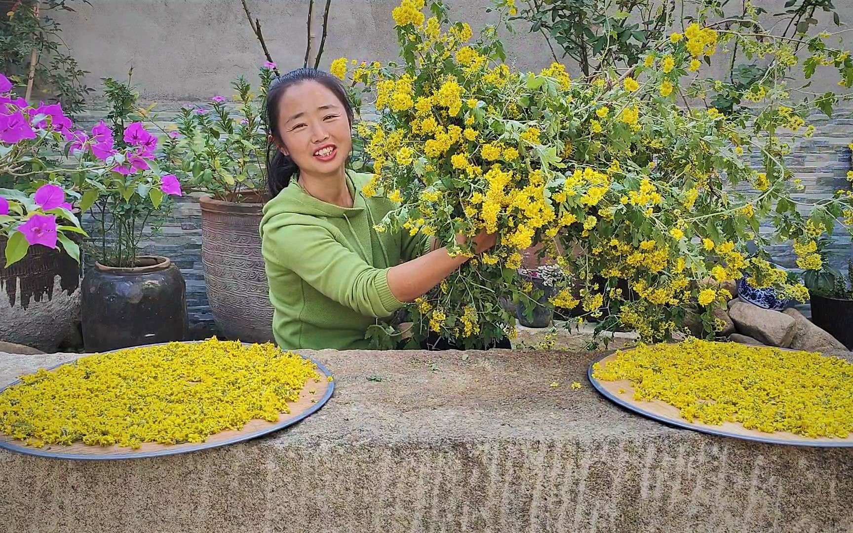 [图]这个季节的野菊花开得真漂亮，小峰采来晒干泡茶喝，闻着真香