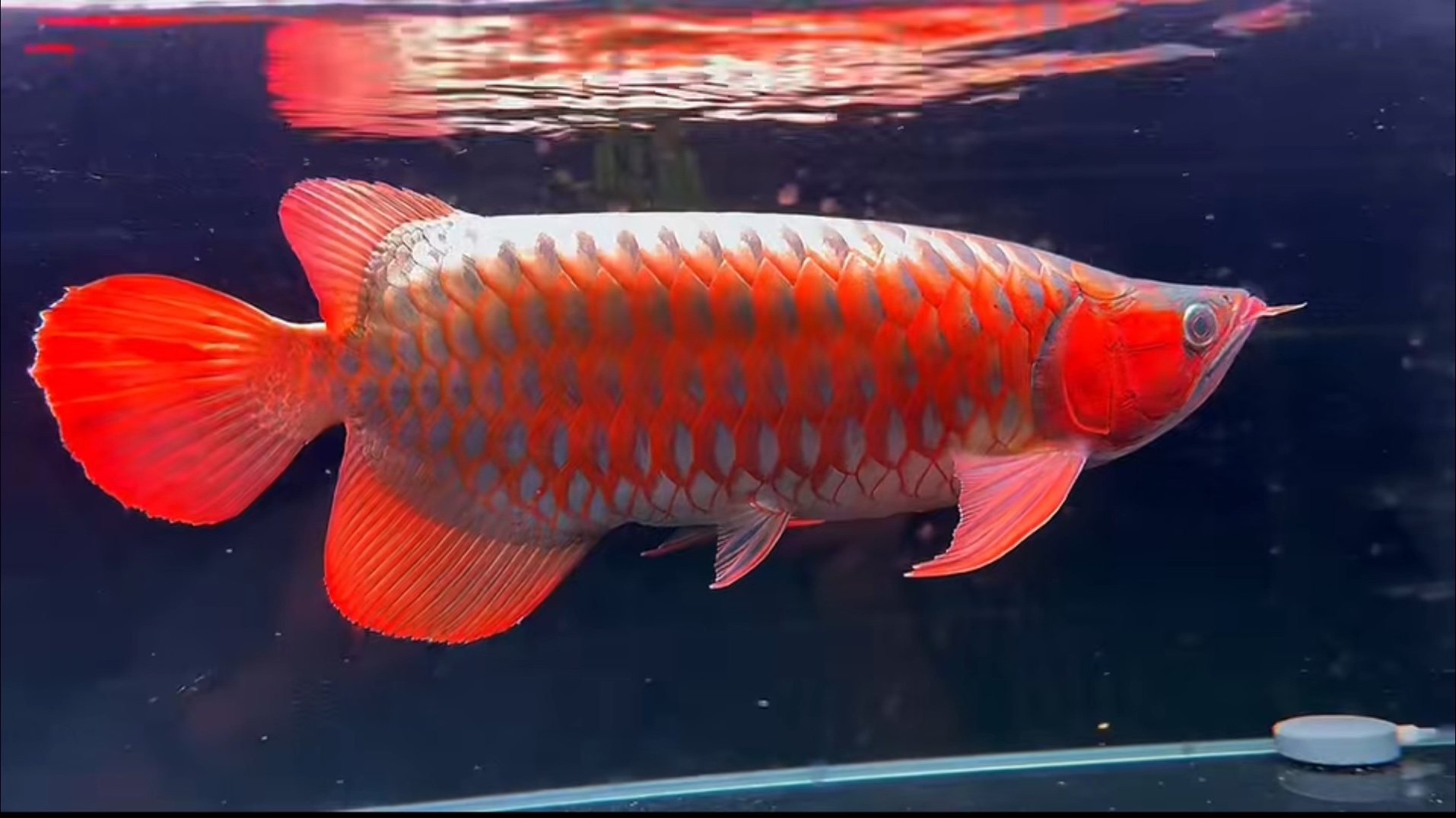 印尼大湖红龙尤物超血战车