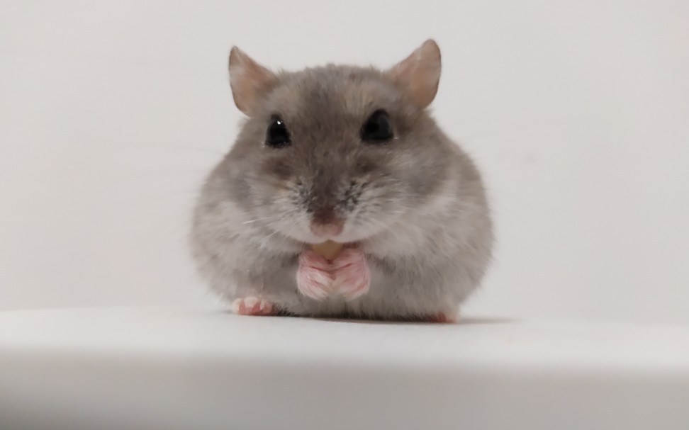 【日常】一只笨鼠子的吃播