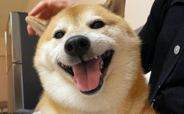 神烦狗去世了.(不是蹭热度)